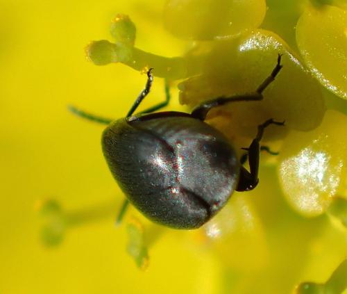 Réf. 194 474 : Spermophagus sp.